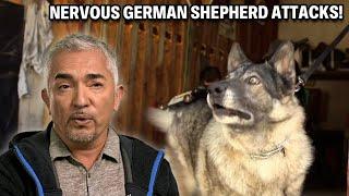 Protective German Shepherd With A Knack For Biting | Cesar 911 Season 3, Ep. 9 - Part 2