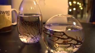 EcoSphere Reivew - a self-sustaining shrimps ecosystem?