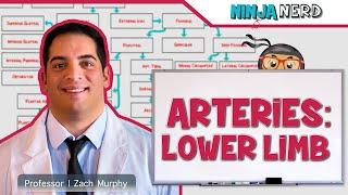 Circulatory System | Arteries of the Lower Limb | Flow Chart