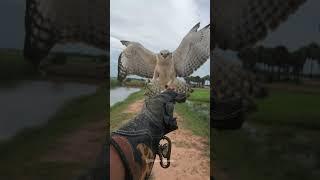 Crested Hawk-Eagle Devours Its Prey | Wild Feeding Moment 