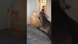 Cat vs dog #fyp #foryou #cat #cats #catlover