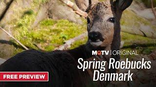 Spring Roebucks in Denmark | A MOTV Preview