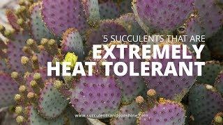 5 Extreme Heat Tolerant Succulents | Succulents in Seconds