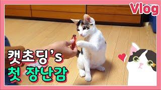 고양이가 태어나서 처음으로 가진 장난감이에요! little cat get the cat toy for the first time (reaction)