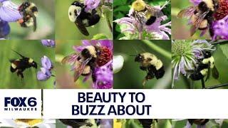 Bumble bees' future depends on native spring wildflowers | FOX6 News Milwaukee