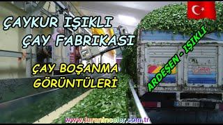 Çaykur Işıklı Çay Fabrıkası Çay Boşatma Görüntüleri 2017