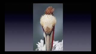 San Diego: A Bird Photographer's Paradise. With Arthur Morris/BIRDS AS ART