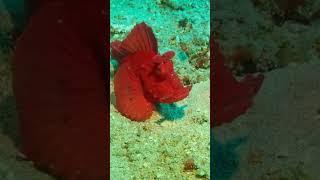 Rhinopias season again in Anilao #rhinopias #fish #Scorpionfish #anilaobatangas