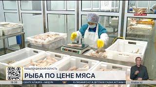 Рыбу по цене мяса покупают жители Кызылординской области