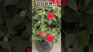 #은혜화훼판매장 #겹임파첸스