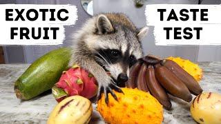 Raccoon Taste Tests Exotic Fruits!