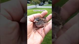 This girl found a baby bird trapped in a net and then raised it with love