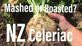 How to cook Celeriac the New Zealand way Roasted and Mashed
