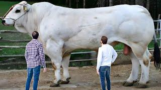 Worlds Biggest Chianina Bull |  Chianina Breed Cow | Documentary By AJ Cattle info