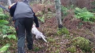 Setter Inglese(Belen) Beccacce Scozia 2021/2022 English Setter hunting Woodcock Scotland