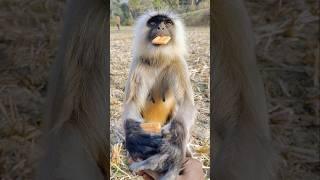 Jai Hanuman video