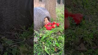 The little rabbit sticks its head out to eat strawberries. Cute pet debut plan. Rabbit. Rural cu