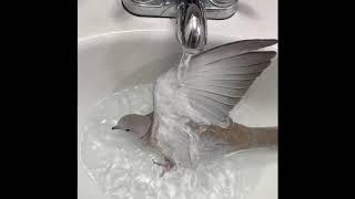 Eurasian Collared Dove Bath and Coo