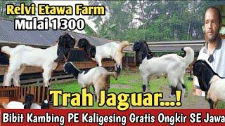 1 300..!!GRATIS ONGKIR SE JAWA KAMBING PE KALIGESING#bibitkambing #kambingpe #hargakambing