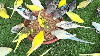 Healthy Budgies Sounds & Diet Treat I Aviary Birds On Happy Mood