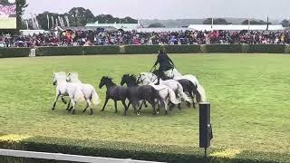 Horseman Lorenzo - The Flying Frenchman