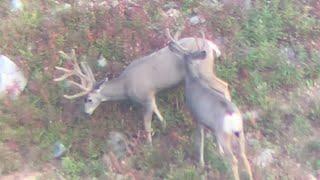 Colorado High Country Mule Deer Solo Hunt