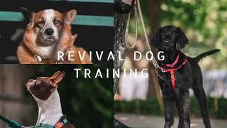 Check out Revival Dog Training's most popular program!