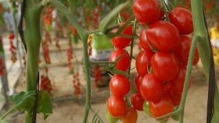 How to grow tomatoes in a greenhouse - TvAgro por Juan Gonzalo Angel