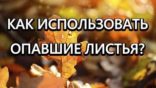 Опавшие листья станут дефицитом, когда все узнают что с ними можно делать!