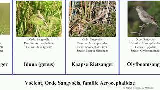 Voëlent, Orde Sangvoëls, familie Acrocephalidae bird genus Europese Rietsanger Spotsanger Seasons