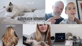 wir holen meine Babykatze ab, die ersten Tage mit ihr & Uni + study group