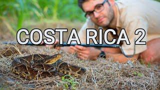 Behind the scenes - herping Costa Rica 2, venomous snakes, pit vipers, bushmaster, Terciopelo