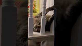 My Maine Coon Cat in Playful Mood Moves Through Railing!