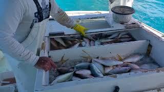 Yellowtail snapper fishing at the keys.