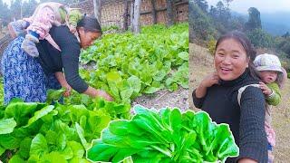 We are picking large mustard leaf || Jina & Jonson in veg farm || Jina's solo vlogging