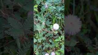 POKOK SEMALU #beautifulflowers #cute #shortvideo #shortfeed #nature #shorts #short