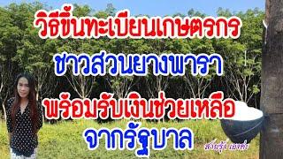 วิธีขึ้นทะเบียนเกษตรกรชาวสวนยางพาราเพื่อรับเงินช่วยเหลือจากรัฐบาล