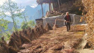 Rural farm work in China,  Harvest buckwheat, make buckwheat dumplings.收荞麦，做荞麦饺子