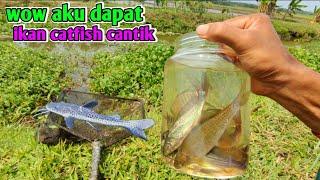 MENDAPATKAN IKAN CATFISH CANTIK UNTUK DIPELIHARA DI AQUARIUM