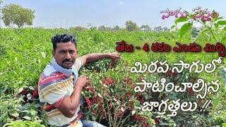 Teja 4 Mirchi Cultivation | మిరపలో తెగులు -నివారణ | మేలైన  ఎండు మిరప సాగులో మెలకువలు | Sagu Nestham