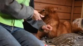 Стрижка когтей у карело-финской лайки :: Cutting claws of Finnish Spitz