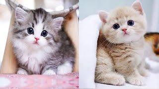 Baby Cats - Cute and Funny Cat Videos Compilation #61 | Aww Animals