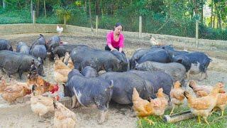 Take Care Of Livestock On The Farm, Harvest Sugarcane  Goes To Market Sell