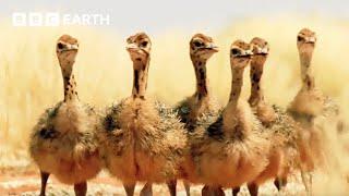 Ostrich Chicks Get First Ever Drink of Water | Animal Babies | BBC Earth Kids