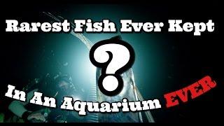 Rarest Fish Ever Kept In An Aquarium EVER( Only Kept Once In History)