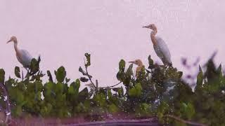 Nature Heritage of the Thousands Blekok Bird 