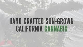 Estrella River Farms | The First Harvest On The Worlds First Estate Grown Weedery™