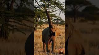 Curious Baby Elephant