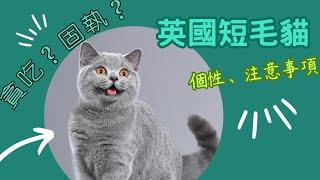 愛上英國短毛貓，特色與注意事項#英短#2023新影片#British Shorthair#貓咪知識#寵物#養貓#療癒#喵星人#可愛#預防貓癬#貓癬#流浪貓#品種貓#長毛貓#短毛貓#奶貓