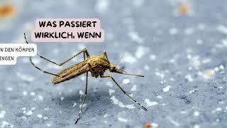 Leishmaniose – Wie ein winziger Parasit deinen Hund befällt  